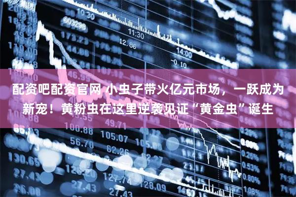 配资吧配资官网 小虫子带火亿元市场，一跃成为新宠！黄粉虫在这里逆袭见证“黄金虫”诞生